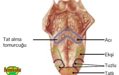 Buharcı Dili – Vaper’s Tongue: Sebebi, Tedavisi